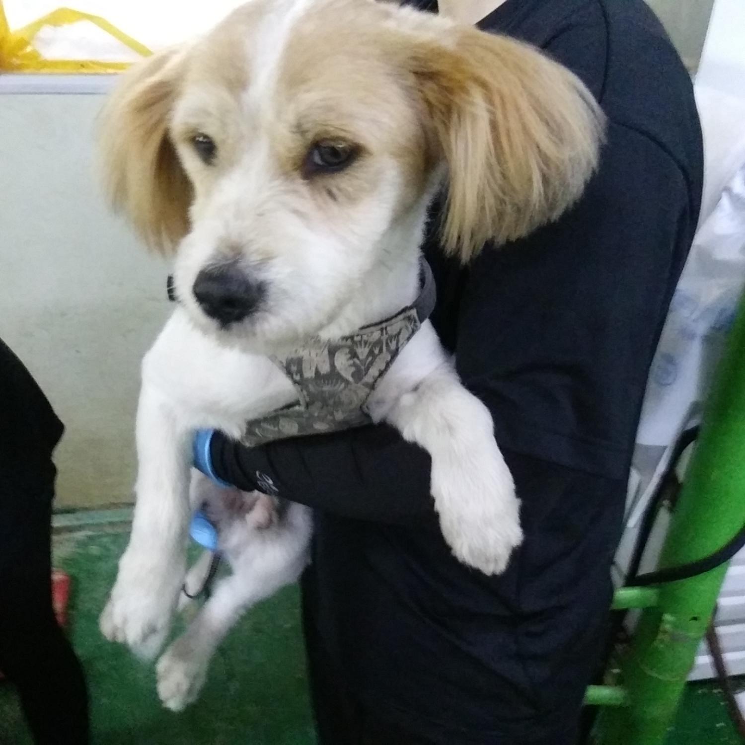 인천광역시수의사회_428353202400581